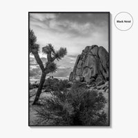 Joshua Tree Black and White Fine Art Photo Print, California Desert Poster