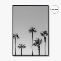 Manhattan Beach Black and White Fine Art Photo Print, Palm Trees LA California Poster