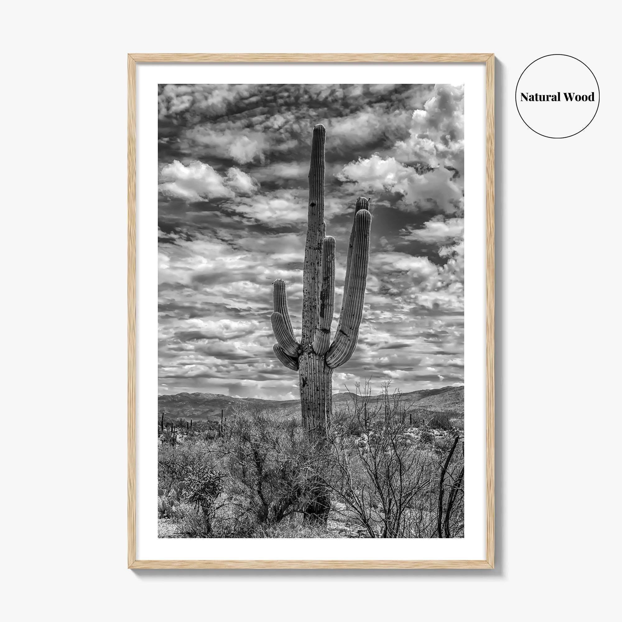 Saguaro National Park Black and White Fine Art Photo Print, Tucson Sonoran Desert Poster