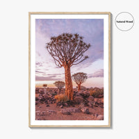 Namibia Fine Art Photo Print, Quiver Tree Forest, Keetmanshoop, Africa Wall Decor Poster