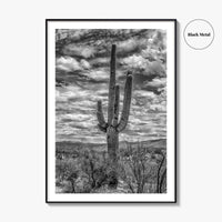 Saguaro National Park Black and White Fine Art Photo Print, Tucson Sonoran Desert Poster