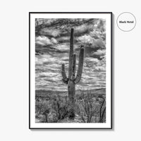 Saguaro National Park Black and White Fine Art Photo Print, Tucson Sonoran Desert Poster