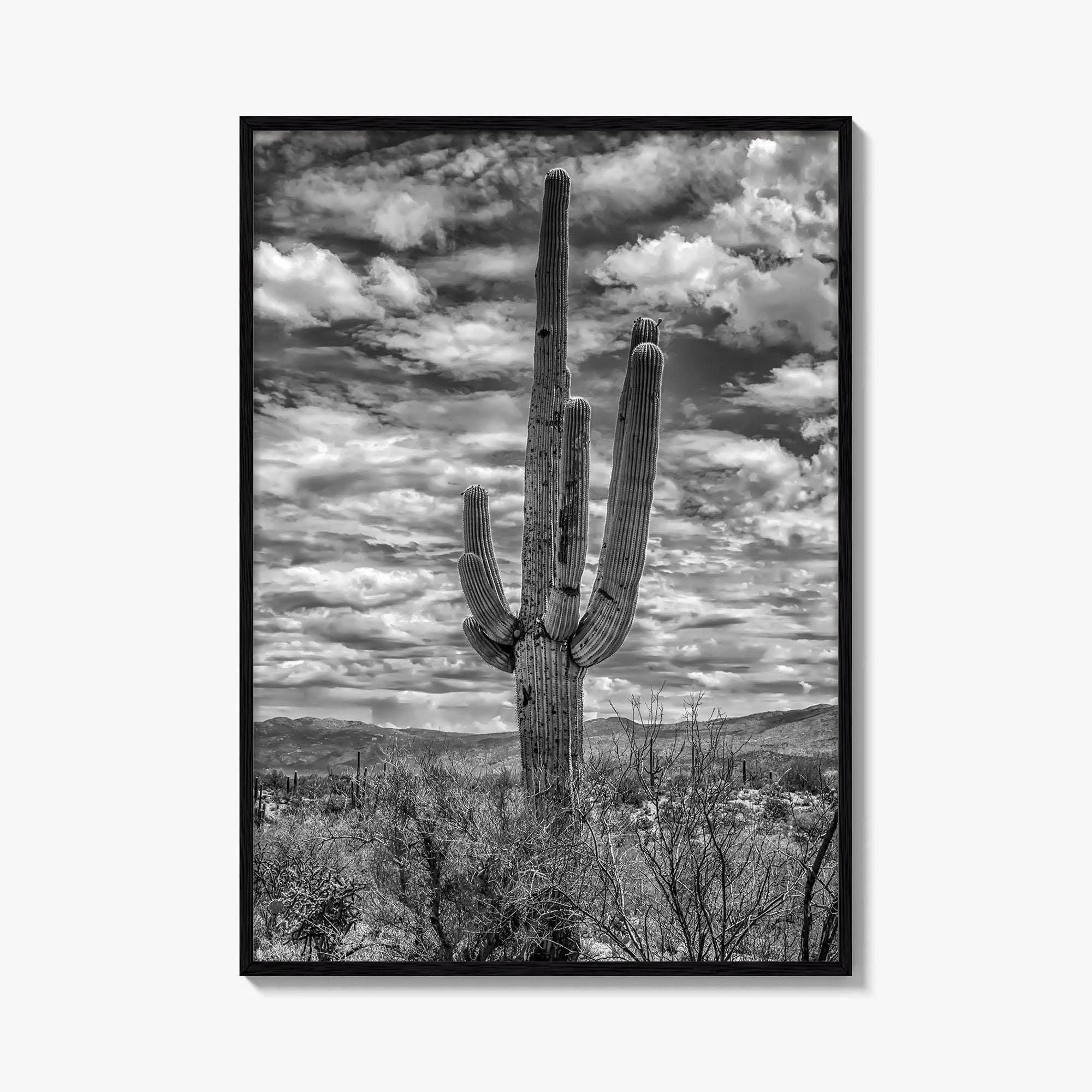 Saguaro National Park Black and White Fine Art Photo Print, Tucson Sonoran Desert Poster