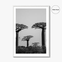 Morondava Black and White Fine Art Photo Print, Avenue Baobabs Madagascar Poster