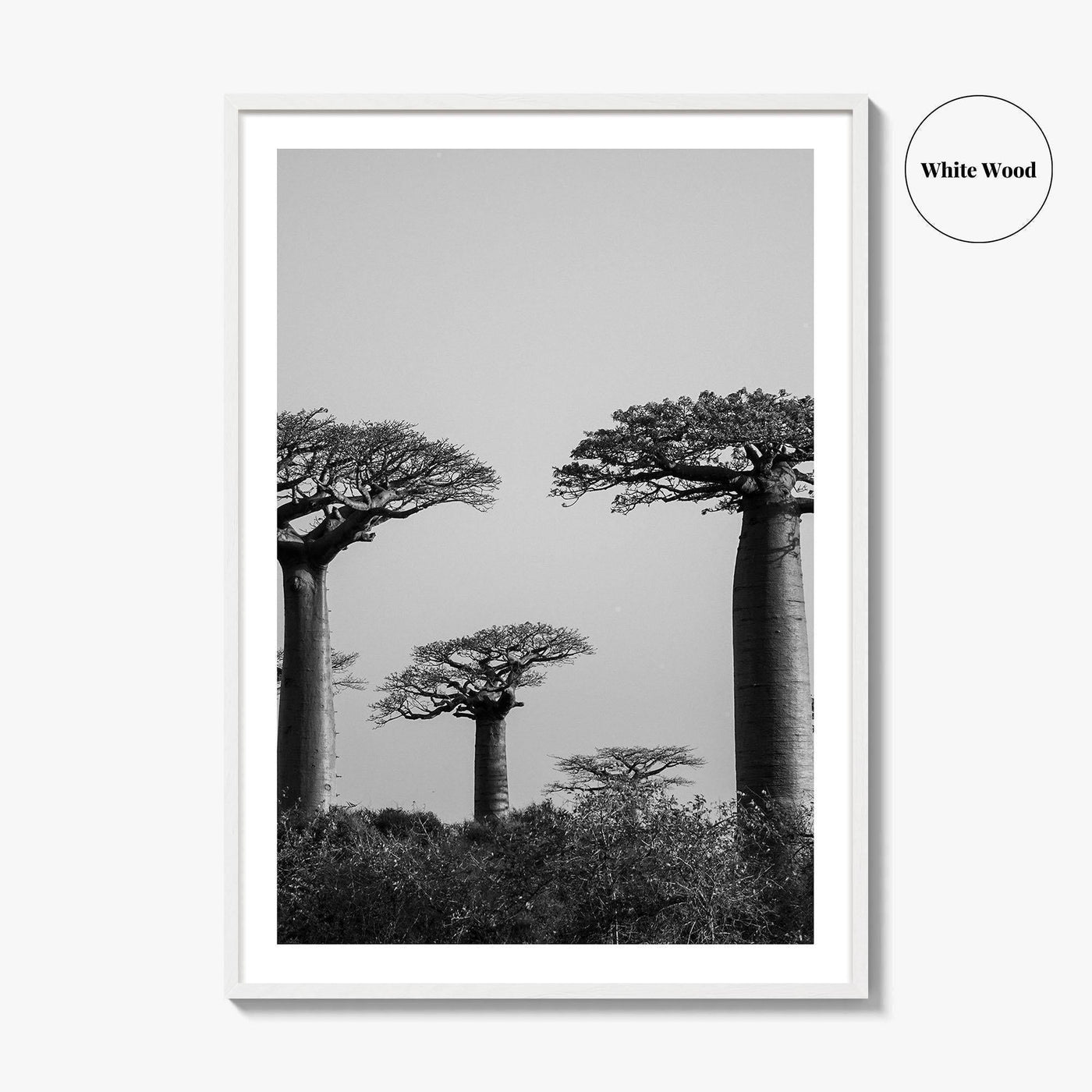 Morondava Black and White Fine Art Photo Print, Avenue Baobabs Madagascar Poster