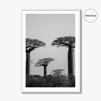Morondava Black and White Fine Art Photo Print, Avenue Baobabs Madagascar Poster