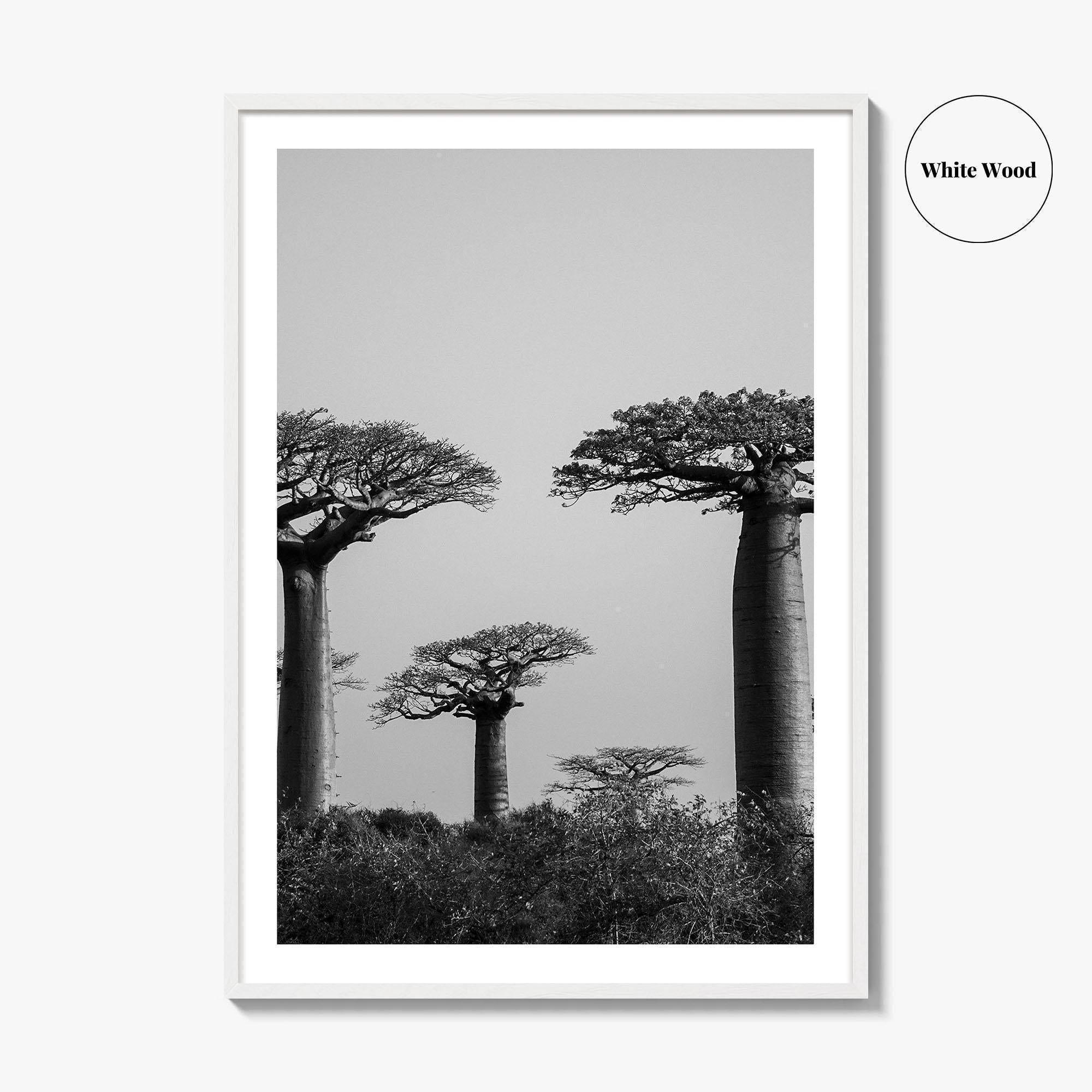 Morondava Black and White Fine Art Photo Print, Avenue Baobabs Madagascar Poster