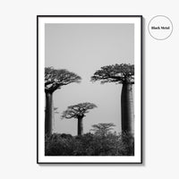 Morondava Black and White Fine Art Photo Print, Avenue Baobabs Madagascar Poster