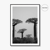 Morondava Black and White Fine Art Photo Print, Avenue Baobabs Madagascar Poster