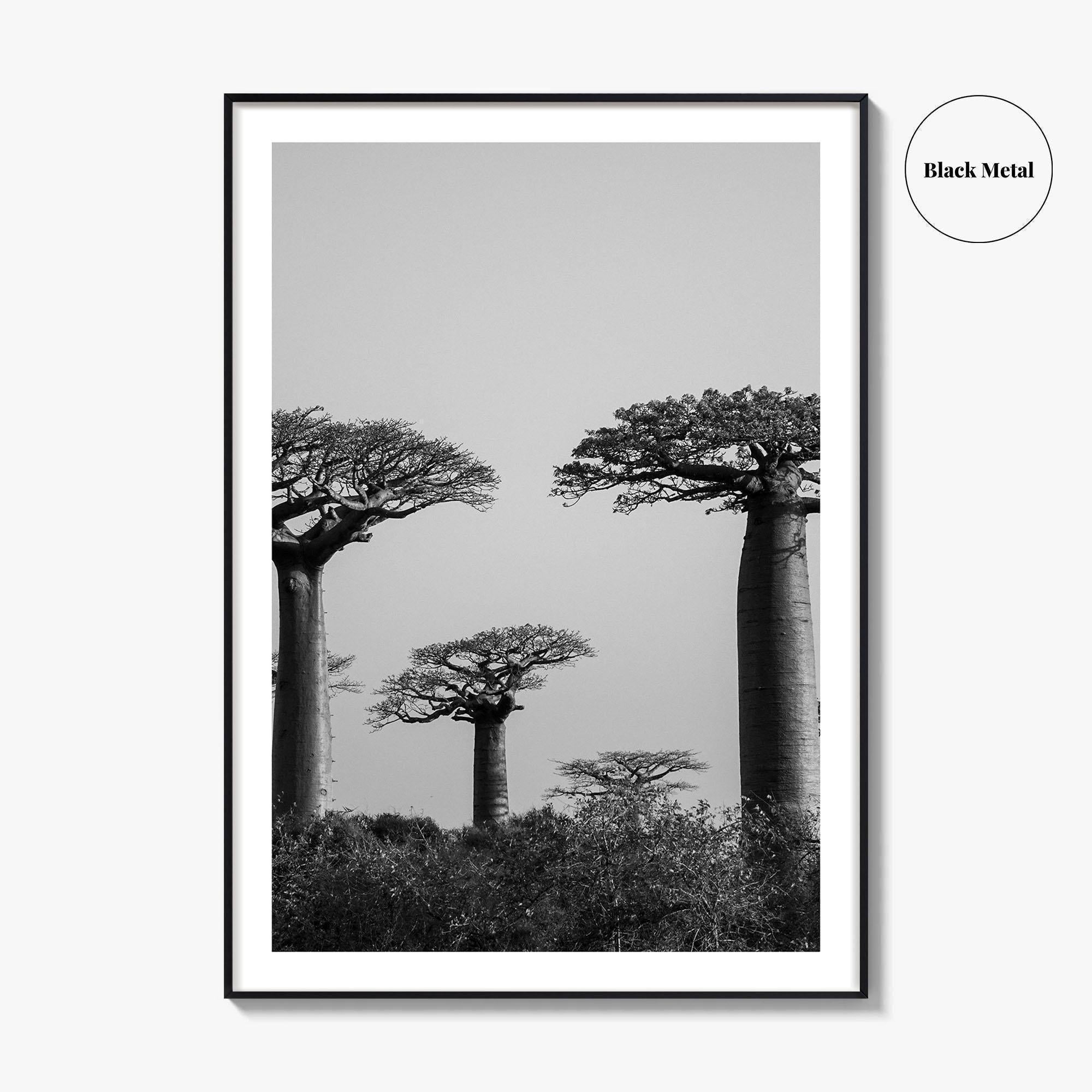 Morondava Black and White Fine Art Photo Print, Avenue Baobabs Madagascar Poster
