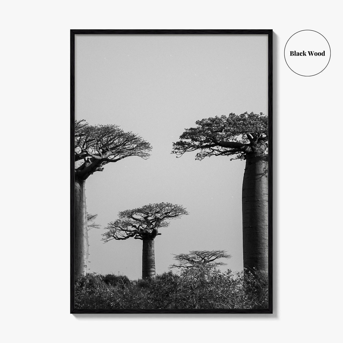 Morondava Black and White Fine Art Photo Print, Avenue Baobabs Madagascar Poster