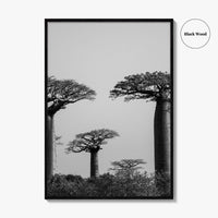 Morondava Black and White Fine Art Photo Print, Avenue Baobabs Madagascar Poster