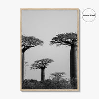 Morondava Black and White Fine Art Photo Print, Avenue Baobabs Madagascar Poster
