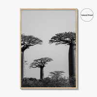 Morondava Black and White Fine Art Photo Print, Avenue Baobabs Madagascar Poster