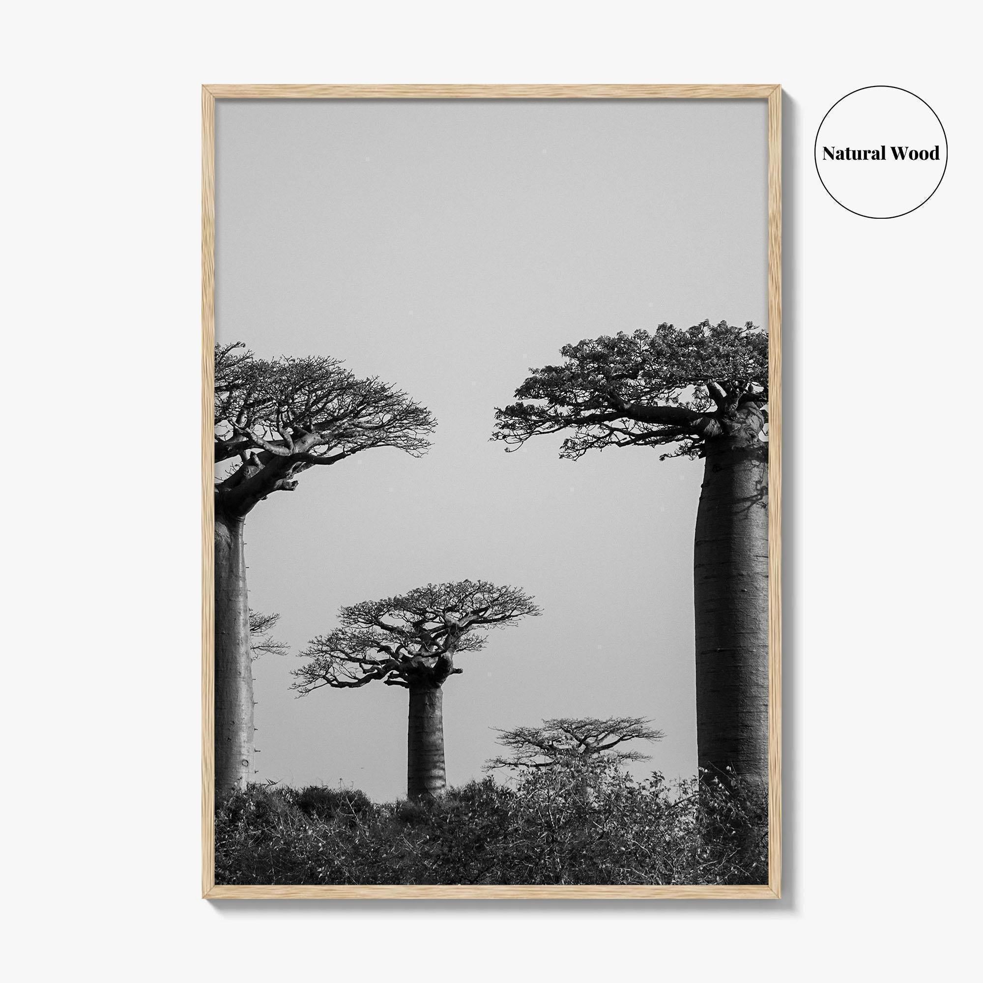 Morondava Black and White Fine Art Photo Print, Avenue Baobabs Madagascar Poster