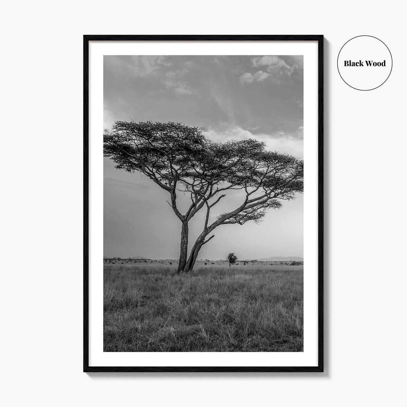 Serengeti Black and White Fine Art Photo Print, Tanzania Acacia Tree Poster