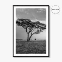 Serengeti Black and White Fine Art Photo Print, Tanzania Acacia Tree Poster