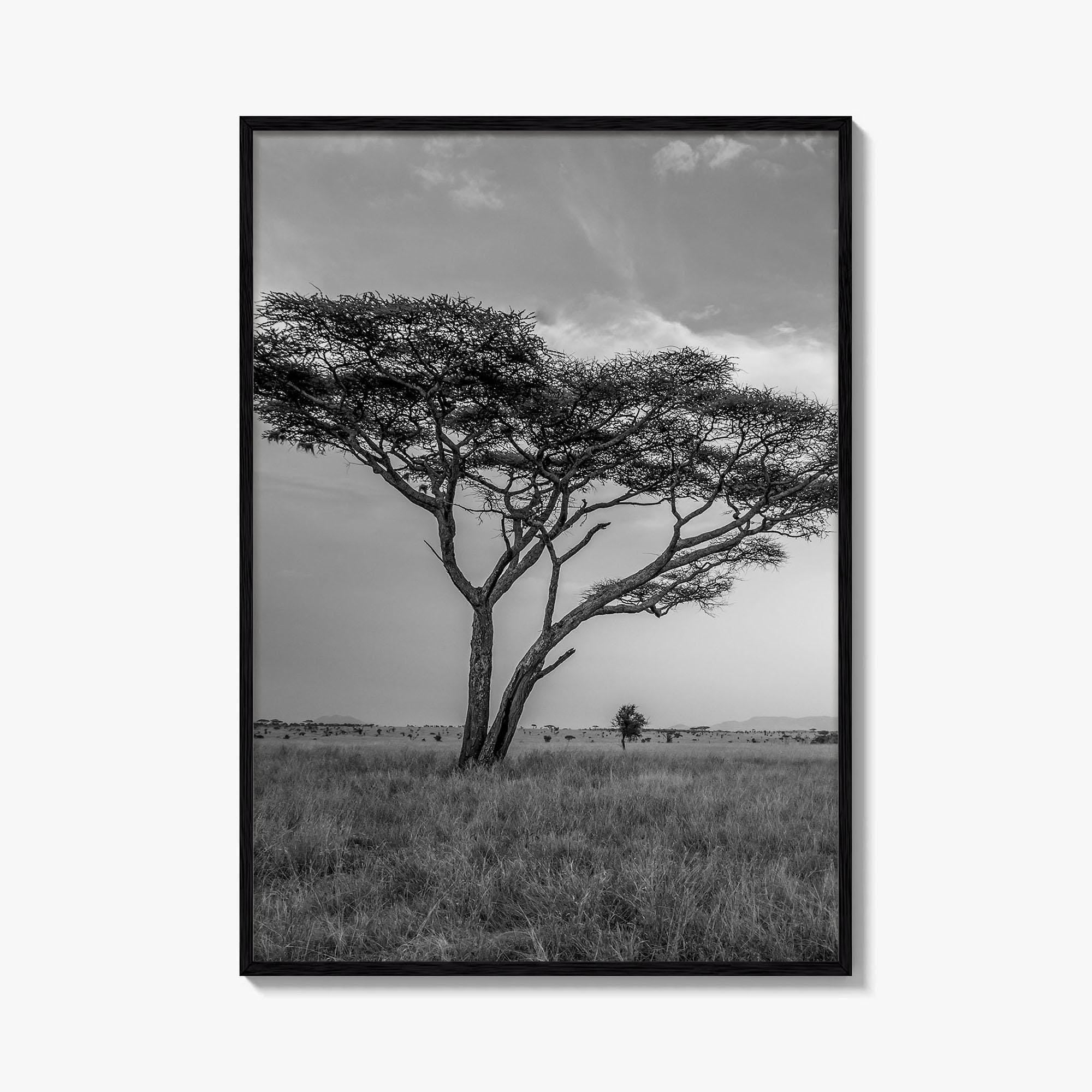 Serengeti Black and White Fine Art Photo Print, Tanzania Acacia Tree Poster