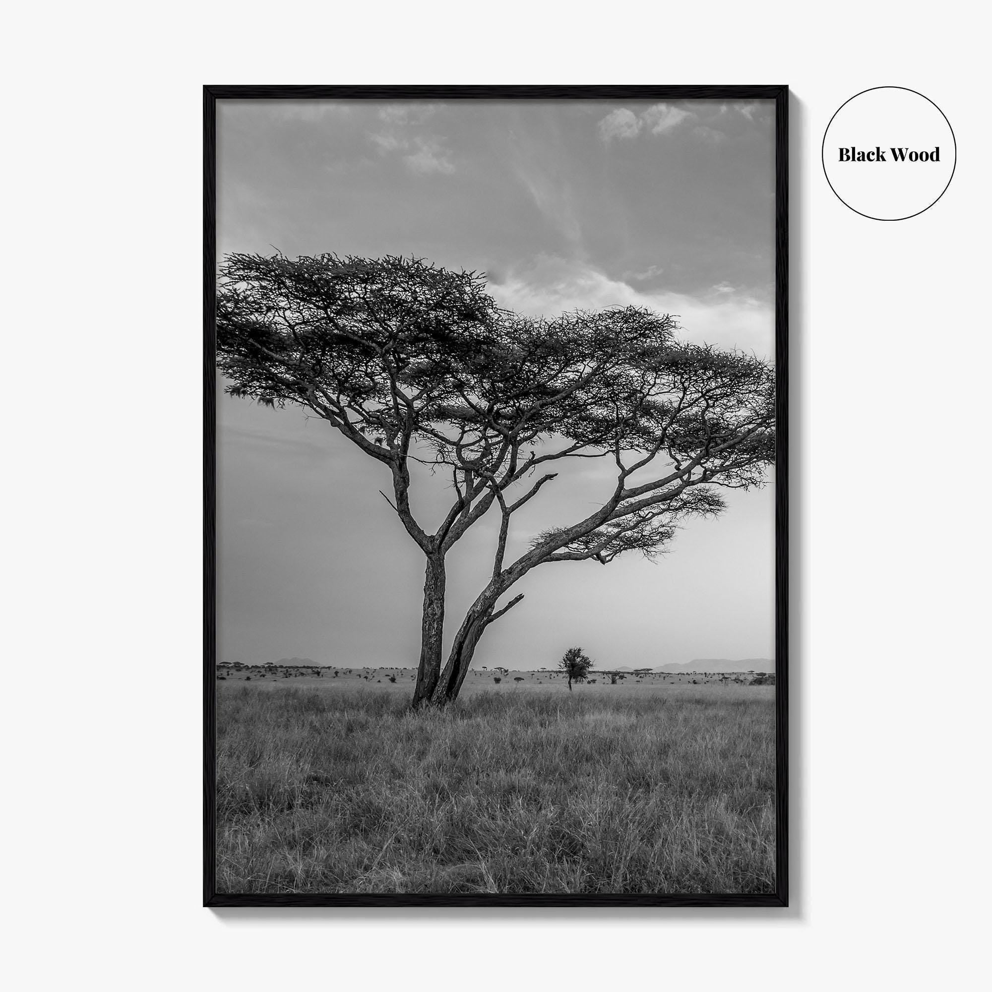 Serengeti Black and White Fine Art Photo Print, Tanzania Acacia Tree Poster