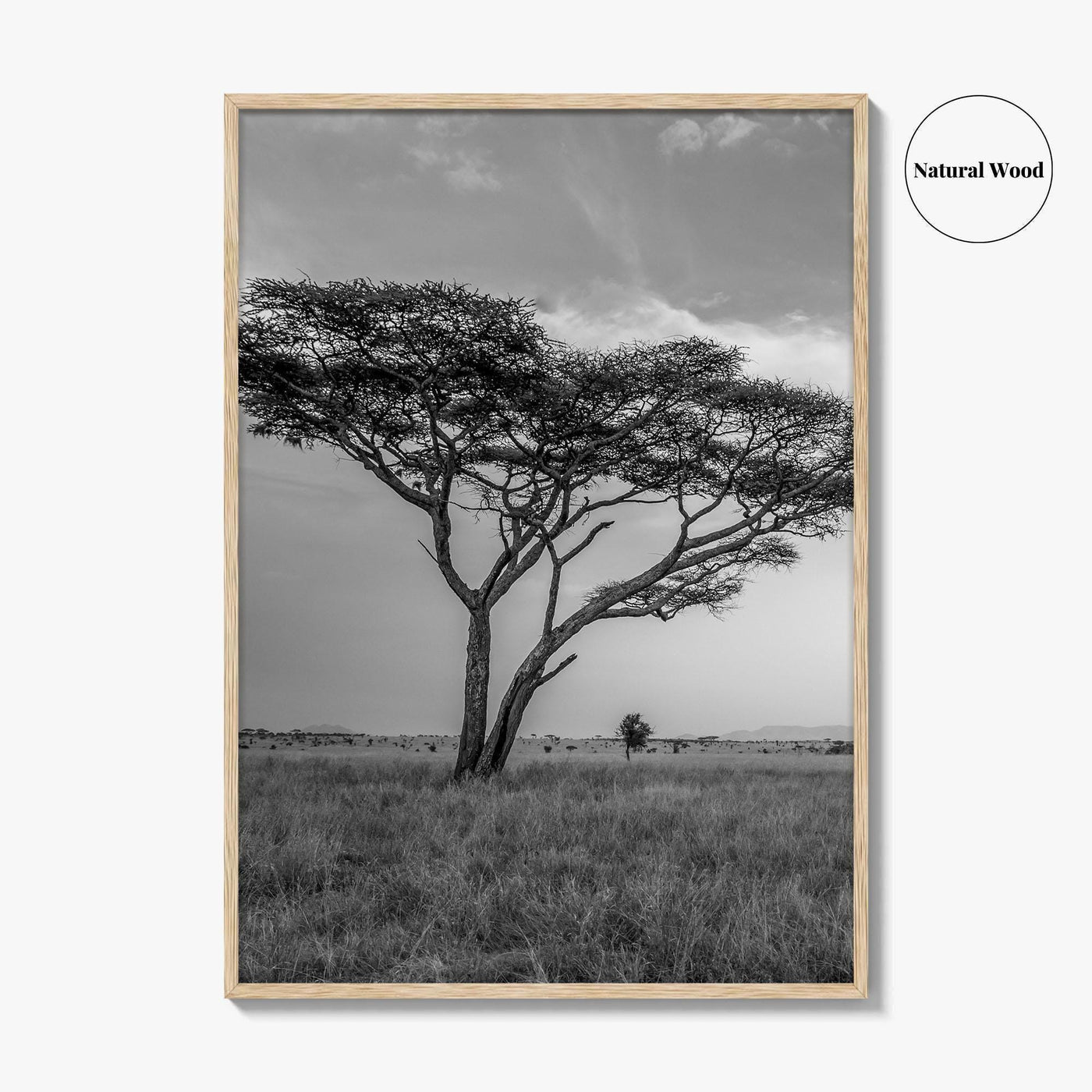 Serengeti Black and White Fine Art Photo Print, Tanzania Acacia Tree Poster