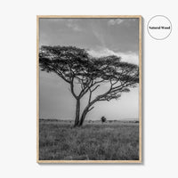 Serengeti Black and White Fine Art Photo Print, Tanzania Acacia Tree Poster