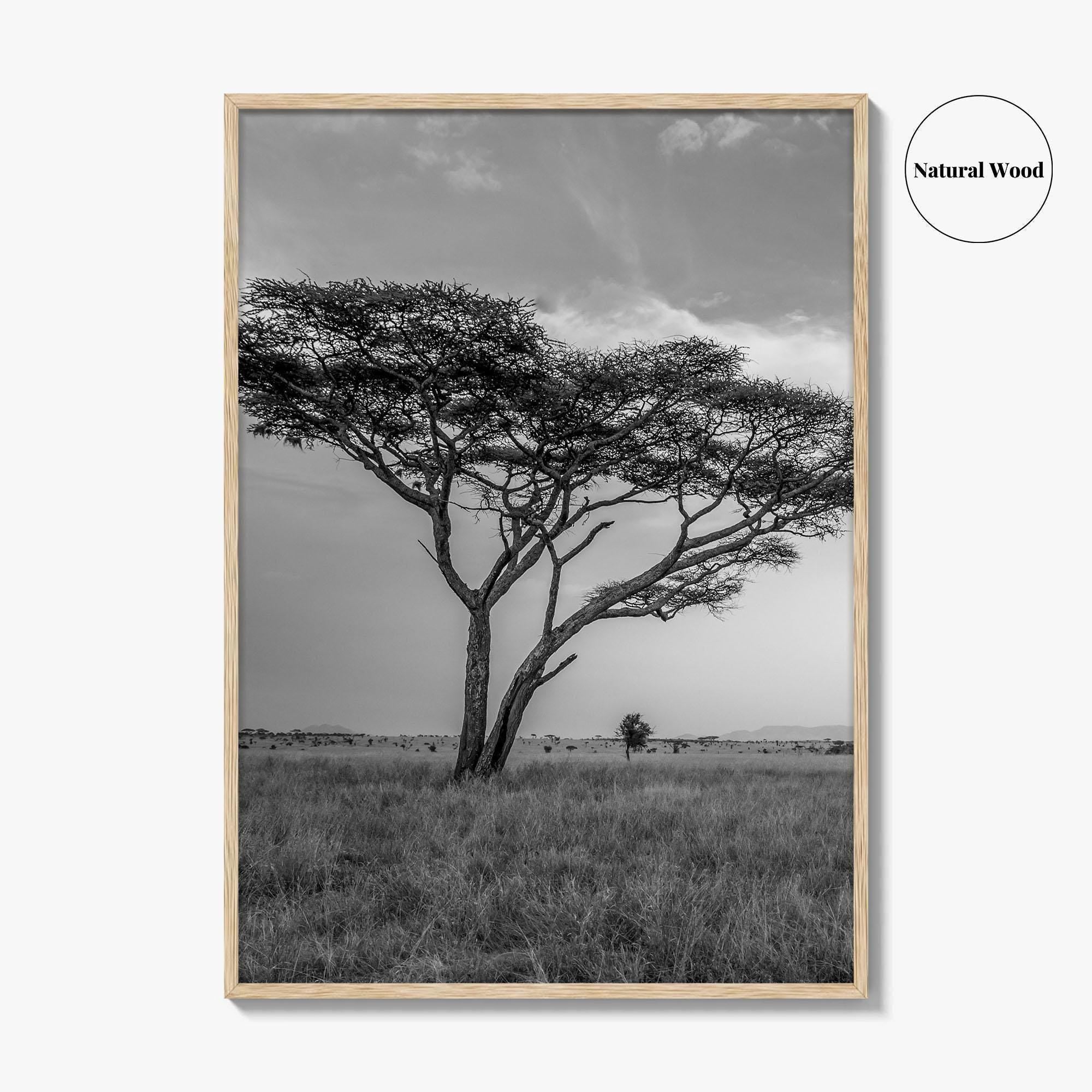 Serengeti Black and White Fine Art Photo Print, Tanzania Acacia Tree Poster
