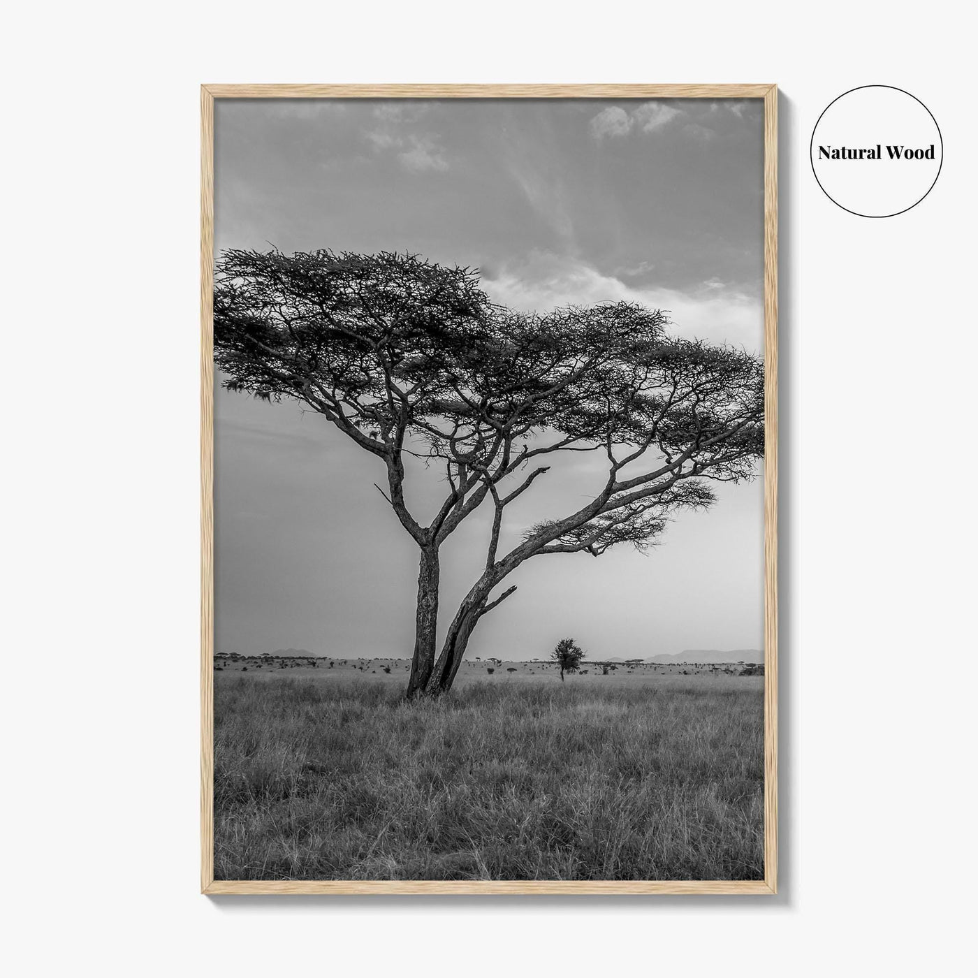 Serengeti Black and White Fine Art Photo Print, Tanzania Acacia Tree Poster