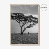 Serengeti Black and White Fine Art Photo Print, Tanzania Acacia Tree Poster