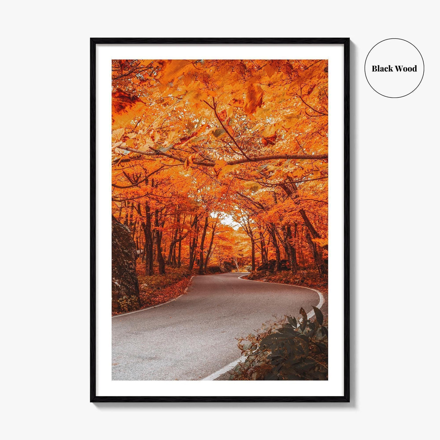 Vermont Fine Art Photo Print, Autumn Foliage, State Park, New England USA, Poster