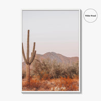 Saguaro National Park Fine Art Photo Print, Tucson Arizona, Sonoran Desert Poster USA
