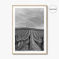 Sonoma Black and White Fine Art Photo Print, Wine Country Vineyards, California Poster