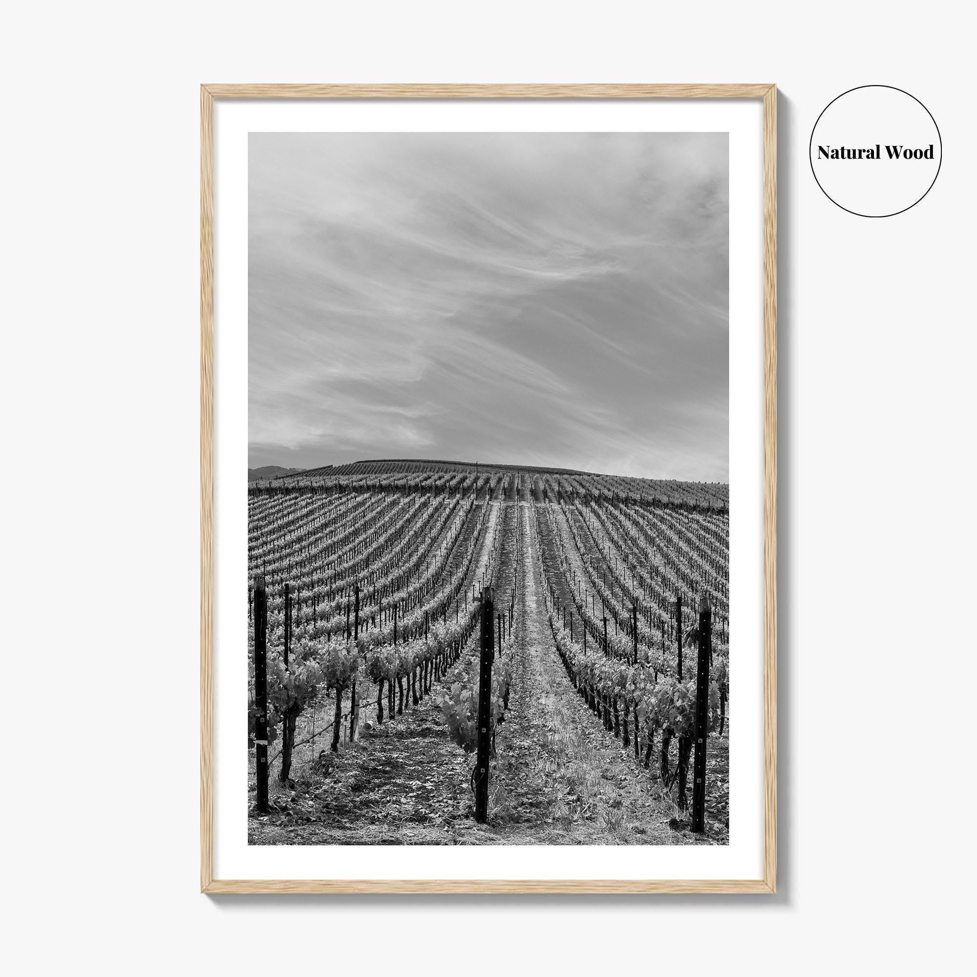 Sonoma Black and White Fine Art Photo Print, Wine Country Vineyards, California Poster