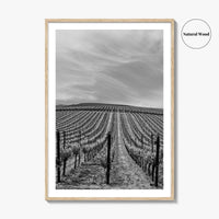 Sonoma Black and White Fine Art Photo Print, Wine Country Vineyards, California Poster
