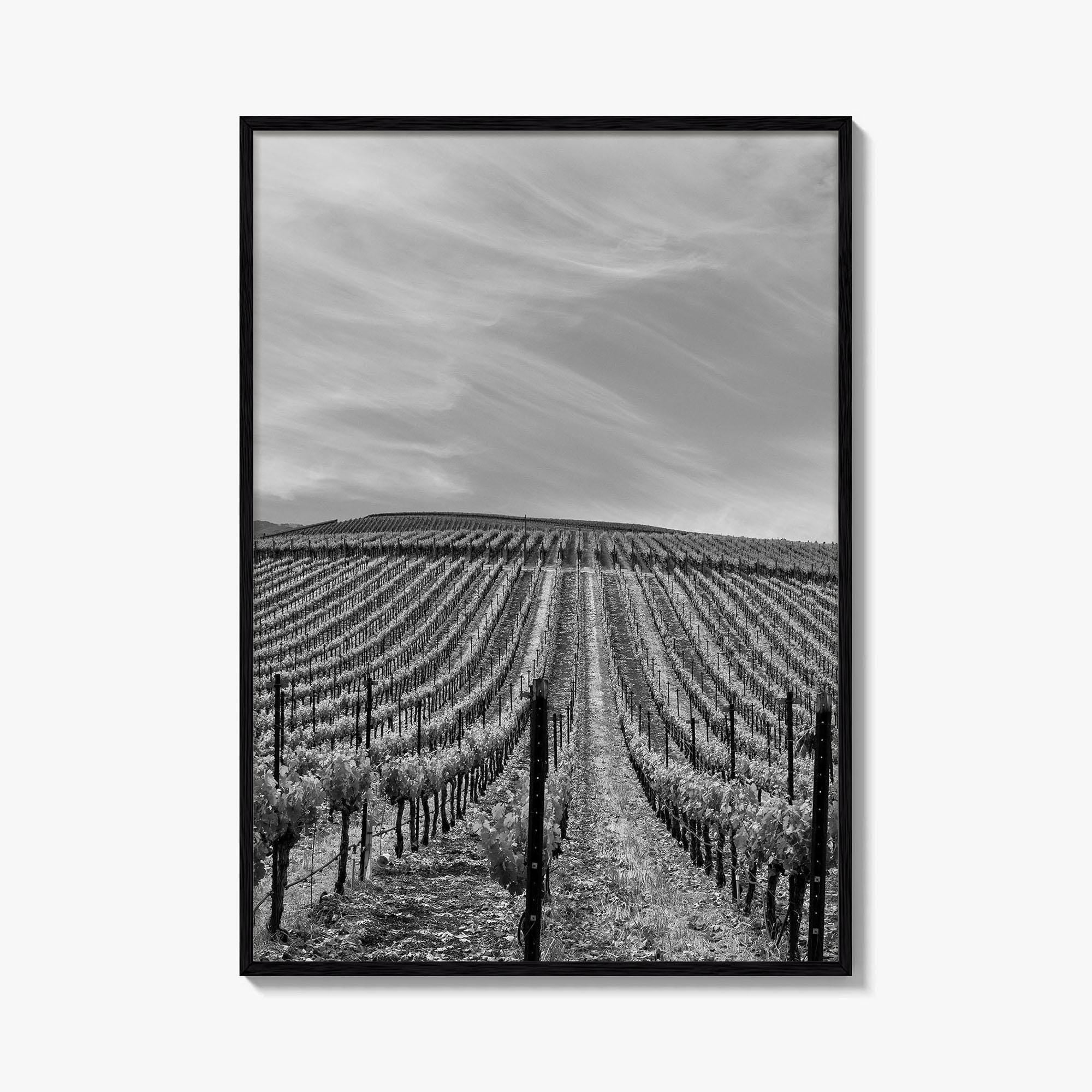 Sonoma Black and White Fine Art Photo Print, Wine Country Vineyards, California Poster