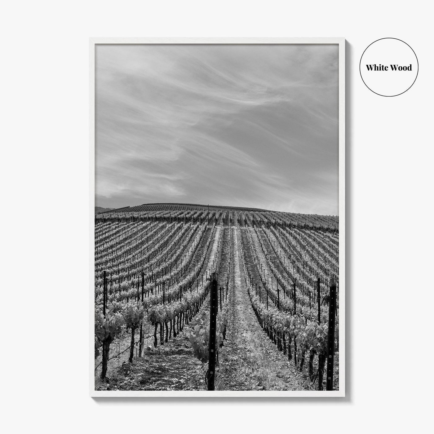 Sonoma Black and White Fine Art Photo Print, Wine Country Vineyards, California Poster