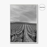 Sonoma Black and White Fine Art Photo Print, Wine Country Vineyards, California Poster
