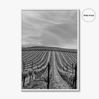 Sonoma Black and White Fine Art Photo Print, Wine Country Vineyards, California Poster