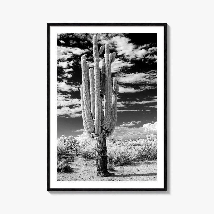 Arizona Black and White Fine Art Photo Print, Saguaro National Park, Tucson Cactus Poster