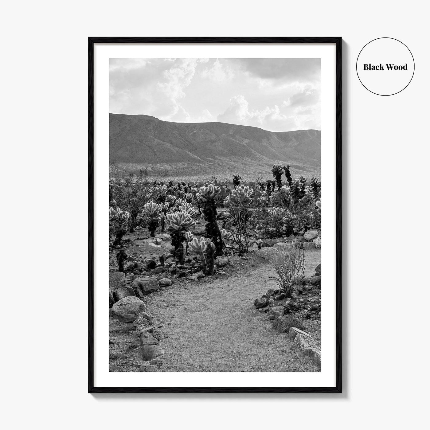 Joshua Tree Black and White Fine Art Photo Print, Cholla Cactus Garden California Poster