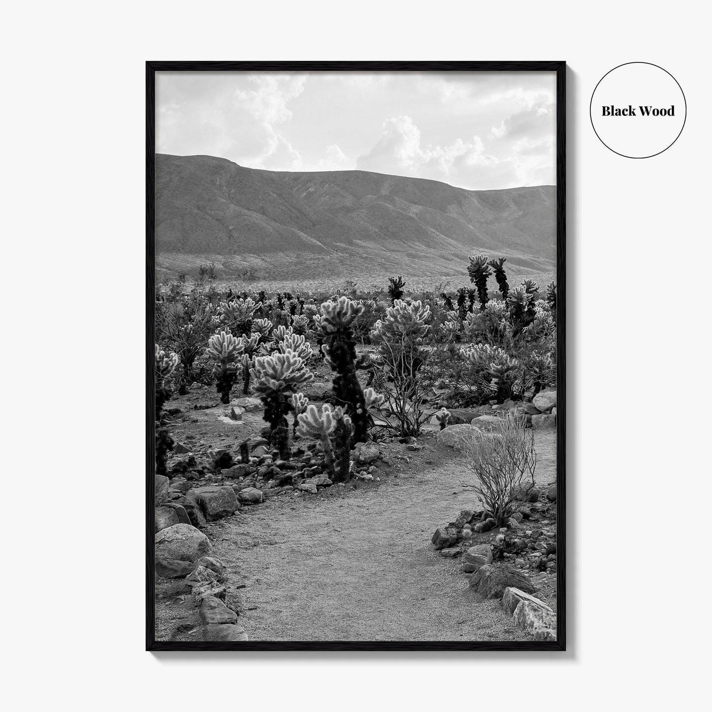 Joshua Tree Black and White Fine Art Photo Print, Cholla Cactus Garden California Poster