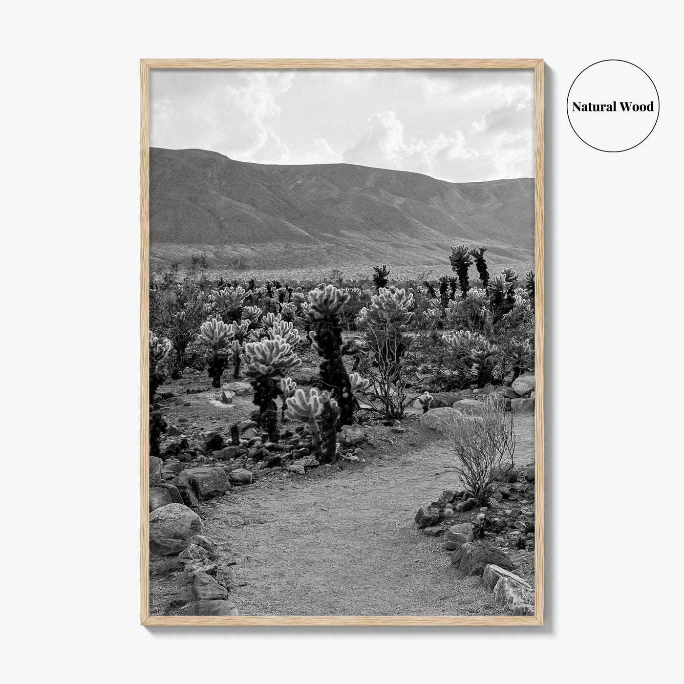 Joshua Tree Black and White Fine Art Photo Print, Cholla Cactus Garden California Poster