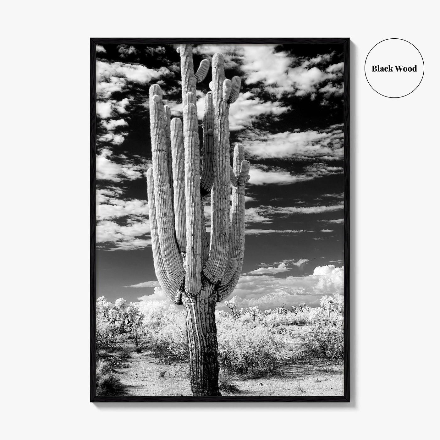 Arizona Black and White Fine Art Photo Print, Saguaro National Park, Tucson Cactus Poster