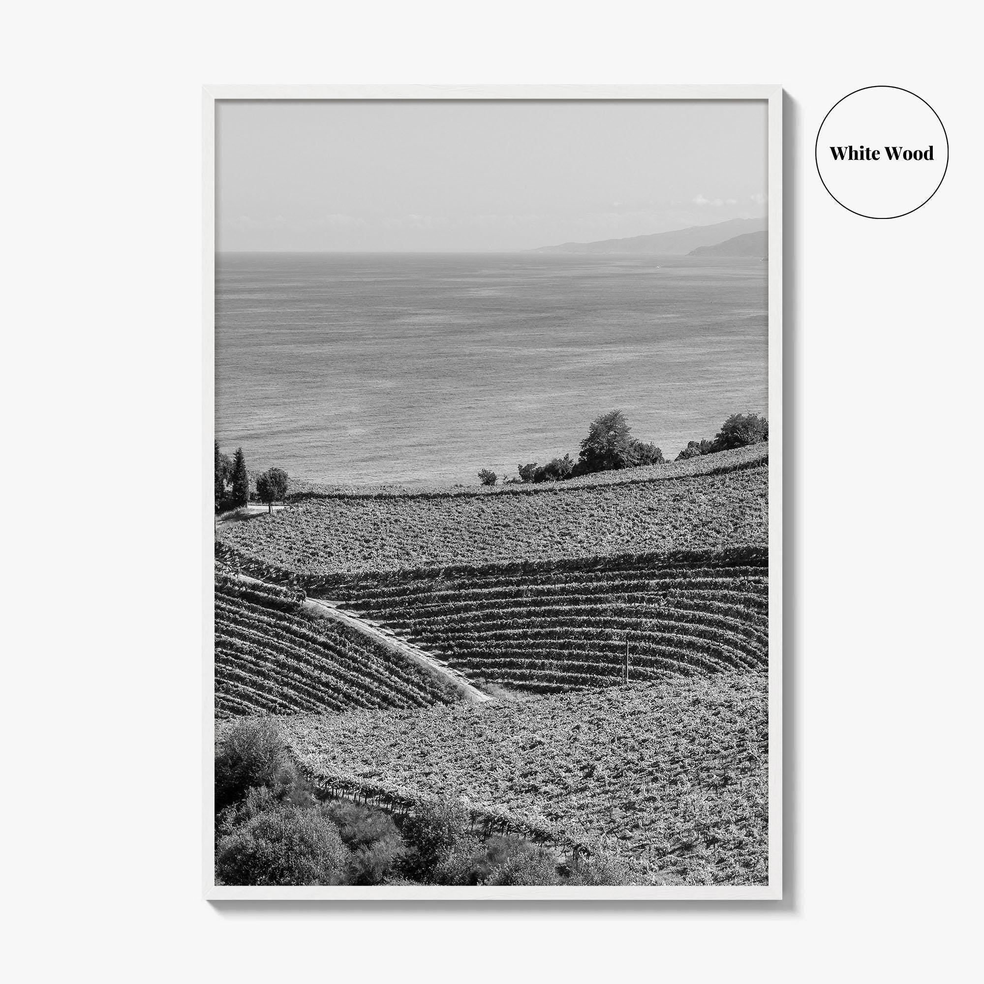 Getaria Black and White Fine Art Photo Print, Basque Country Spain, Vineyard Wall Art