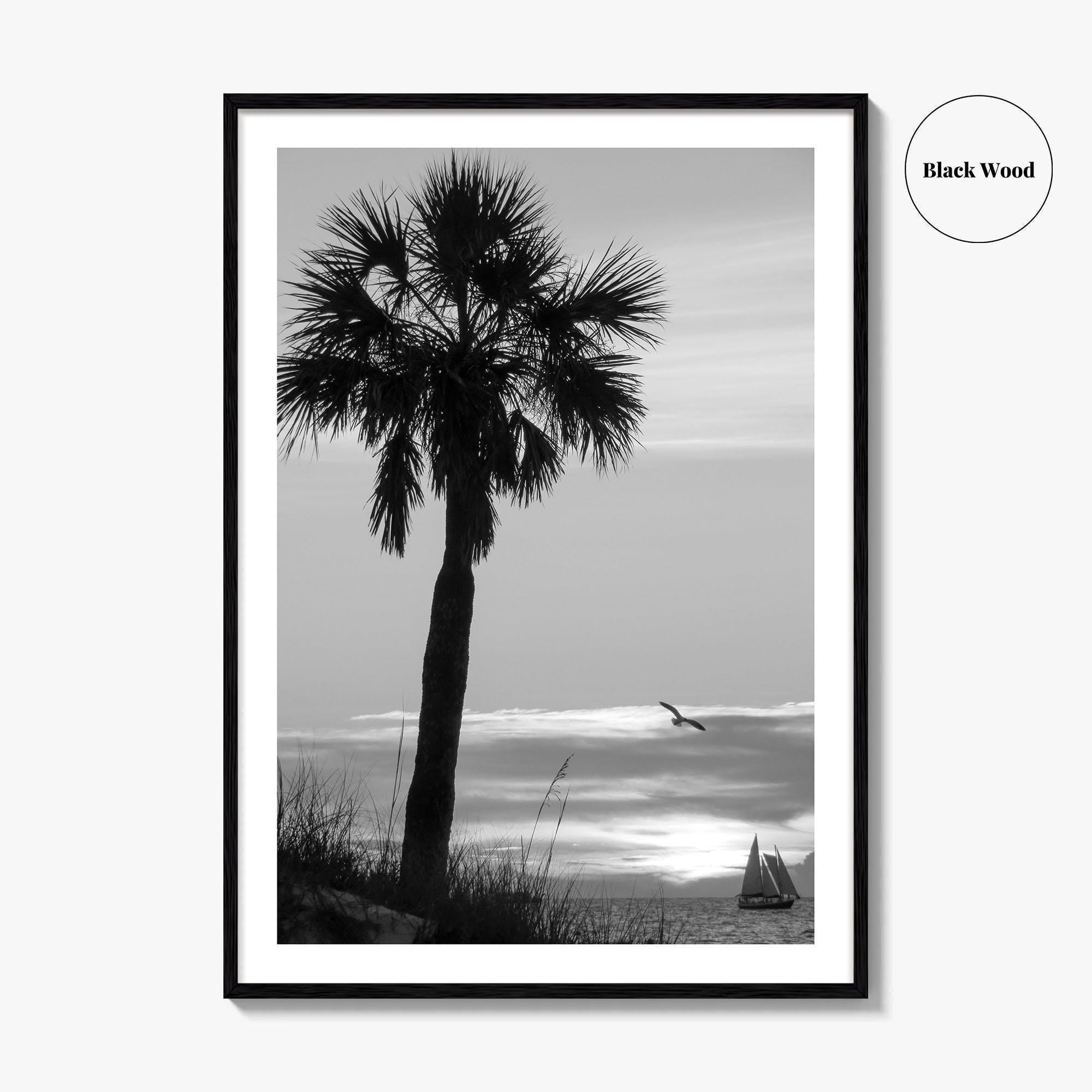 Clearwater Black and White Fine Art Photo Print, Palm Tree Florida Poster