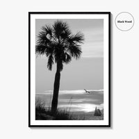 Clearwater Black and White Fine Art Photo Print, Palm Tree Florida Poster