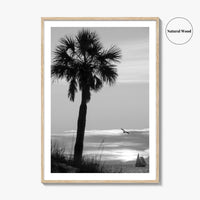 Clearwater Black and White Fine Art Photo Print, Palm Tree Florida Poster