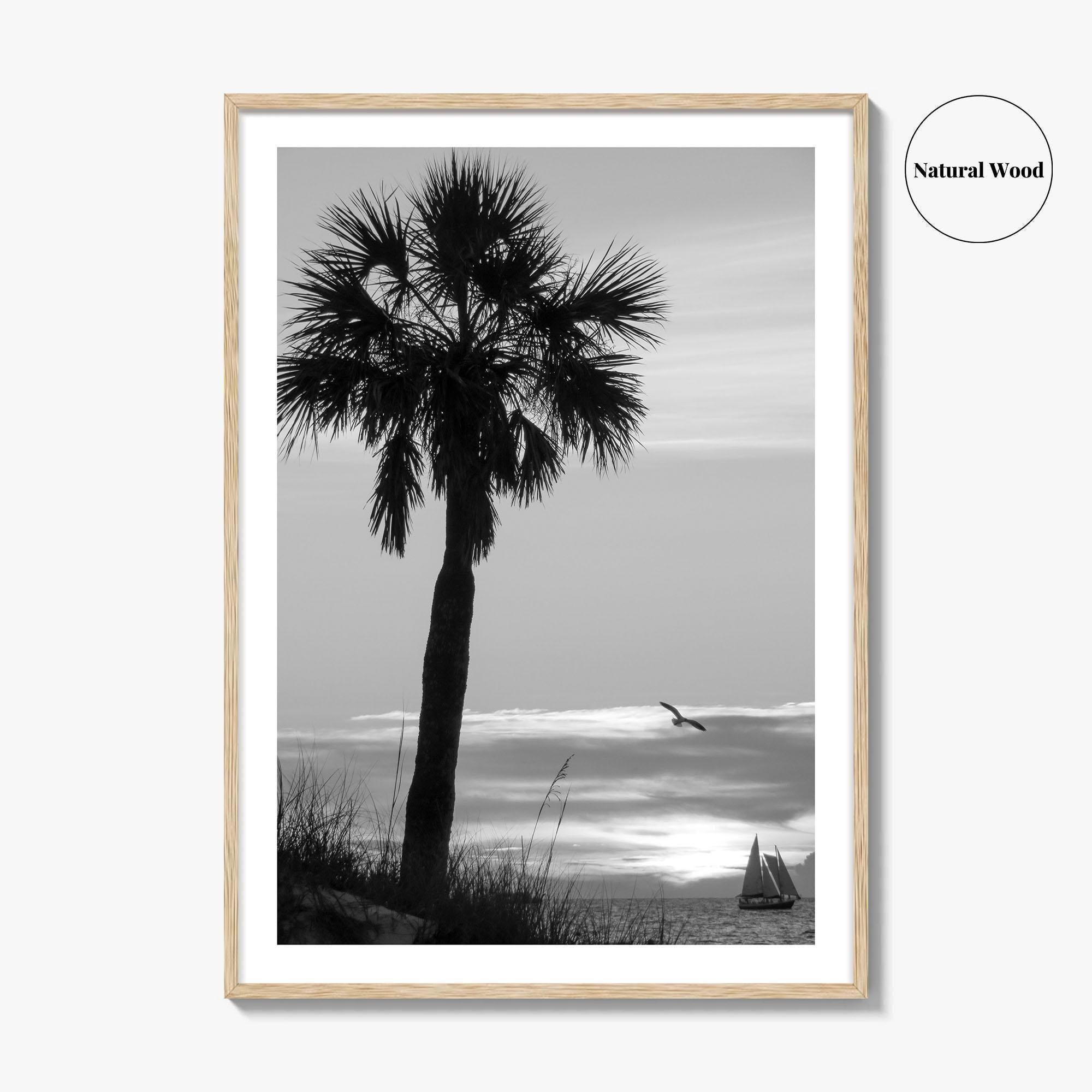 Clearwater Black and White Fine Art Photo Print, Palm Tree Florida Poster
