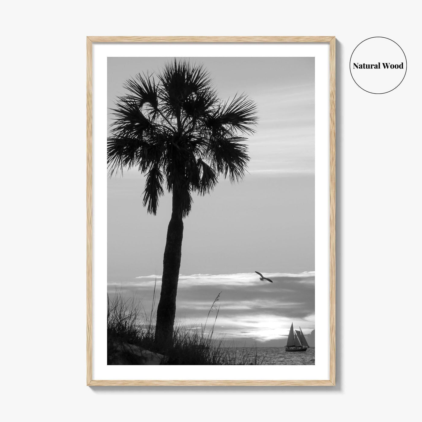 Clearwater Black and White Fine Art Photo Print, Palm Tree Florida Poster
