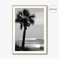 Clearwater Black and White Fine Art Photo Print, Palm Tree Florida Poster