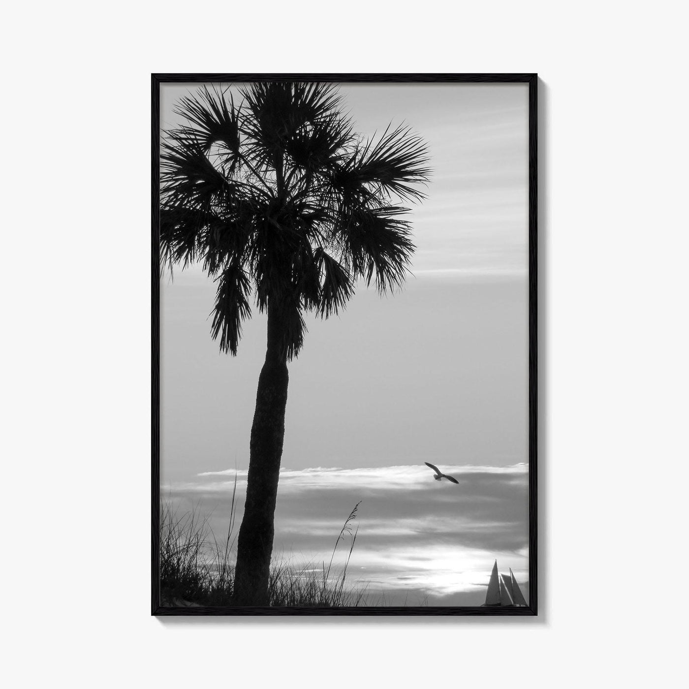 Clearwater Black and White Fine Art Photo Print, Palm Tree Florida Poster